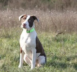 Photo №1. american pit bull terrier - for sale in the city of Kamenskoe | 400$ | Announcement № 4473