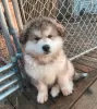 Photo №1. alaskan malamute - for sale in the city of Sydney | negotiated | Announcement № 131247