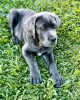 Photo №1. cane corso - for sale in the city of Sofia | 338$ | Announcement № 78621