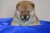 Photo №4. I will sell shiba inu in the city of Tyumen. private announcement, from nursery, breeder - price - negotiated