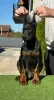 Additional photos: Doberman puppies for sale