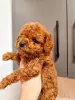 Photo №1. poodle (toy) - for sale in the city of Ужгород | 565$ | Announcement № 128828