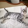 Additional photos: Bengal kittens for sale