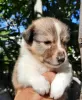 Photo №2 to announcement № 8168 for the sale of shetland sheepdog - buy in Russian Federation breeder