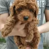 Photo №2 to announcement № 39135 for the sale of poodle (toy) - buy in Anguilla private announcement