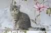 Photo №3. British shorthair kittens.. Russian Federation