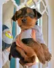 Photo №1. yorkshire terrier - for sale in the city of Cannington | 400$ | Announcement № 99630