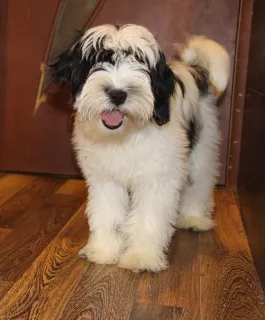 Photo №3. Tibetan Terrier puppy. Russian Federation