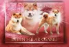 Photo №4. I will sell shiba inu in the city of Wasilków. breeder - price - 2113$