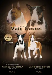 Photo №1. bull terrier - for sale in the city of St. Petersburg | 1368$ | Announcement № 2018