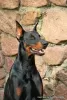 Photo №3. A handsome and healthy Doberman! in Belarus. Announcement № 10266