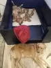 Photo №1. golden retriever - for sale in the city of New Orleans | 400$ | Announcement № 103390