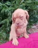 Photo №4. I will sell dogue de bordeaux in the city of Vilnius. private announcement - price - 370$