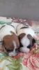 Additional photos: Jack Russell red and white boy and tricolor girl