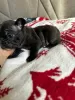 Additional photos: French bulldog puppies