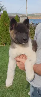 Photo №2 to announcement № 3320 for the sale of american akita - buy in Russian Federation private announcement