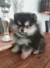 Photo №1. pomeranian - for sale in the city of Doha | negotiated | Announcement № 38564