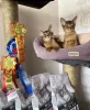 Additional photos: Abyssinian kittens