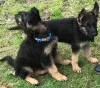 Photo №1. german shepherd - for sale in the city of Russia | 592$ | Announcement № 11082