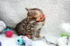 Photo №1. bengal cat - for sale in the city of Ulladulla | 300$ | Announcement № 100515