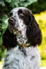 Additional photos: English Springer Spaniel puppies