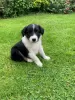 Photo №3. Pure border collie puppies. Australia