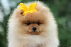 Photo №4. I will sell pomeranian in the city of Москва. breeder - price - 1784$