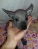 Additional photos: Xoloitzcuintle Puppy