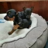 Photo №2 to announcement № 126869 for the sale of miniature pinscher - buy in Portugal 