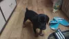 Additional photos: Miniature pinscher puppies for sale