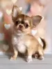 Photo №1. chihuahua - for sale in the city of Munich | 269$ | Announcement № 104850