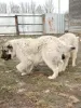 Additional photos: Caucasian Shepherd Puppies