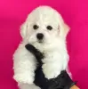 Photo №4. I will sell bichon frise in the city of Tel Aviv. from nursery, breeder - price - 3500$