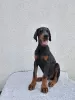 Photo №2 to announcement № 121579 for the sale of dobermann - buy in Serbia breeder