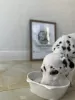 Photo №1. dalmatian dog - for sale in the city of Berlin | 400$ | Announcement № 28288