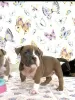 Additional photos: American Bully Pocket