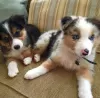 Photo №2 to announcement № 119692 for the sale of australian shepherd - buy in Lithuania private announcement