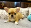 Photo №2 to announcement № 127125 for the sale of chihuahua - buy in Estonia private announcement