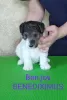 Photo №3. Wirehaired Fox Terrier puppies (males). Belarus