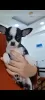 Photo №4. I will sell chihuahua in the city of Hurghada. private announcement - price - 200$