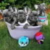 Photo №3. Beautyful French bulldog puppies Business WhatsApp 37256348129. Finland