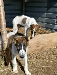 Photo №2 to announcement № 1770 for the sale of borzoi - buy in Russian Federation private announcement