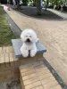 Additional photos: Bichon Frize puppies