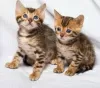 Photo №2 to announcement № 129013 for the sale of bengal cat - buy in Germany 