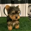 Photo №1. yorkshire terrier - for sale in the city of Iowa City | 400$ | Announcement № 111383