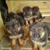 Photo №1. german shepherd - for sale in the city of Luxem | negotiated | Announcement № 123961