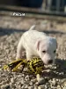 Photo №3. JACK RUSSELL MALE. France