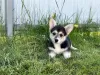 Additional photos: Pembroke Welsh Corgi puppies