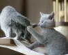 Photo №1. russian blue - for sale in the city of Riyadh | 300$ | Announcement № 15573