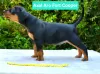 Photo №1. german pinscher - for sale in the city of Sucha Beskidzka | 1900$ | Announcement № 116263